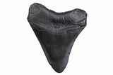 Fossil Megalodon Tooth - South Carolina #371809-1